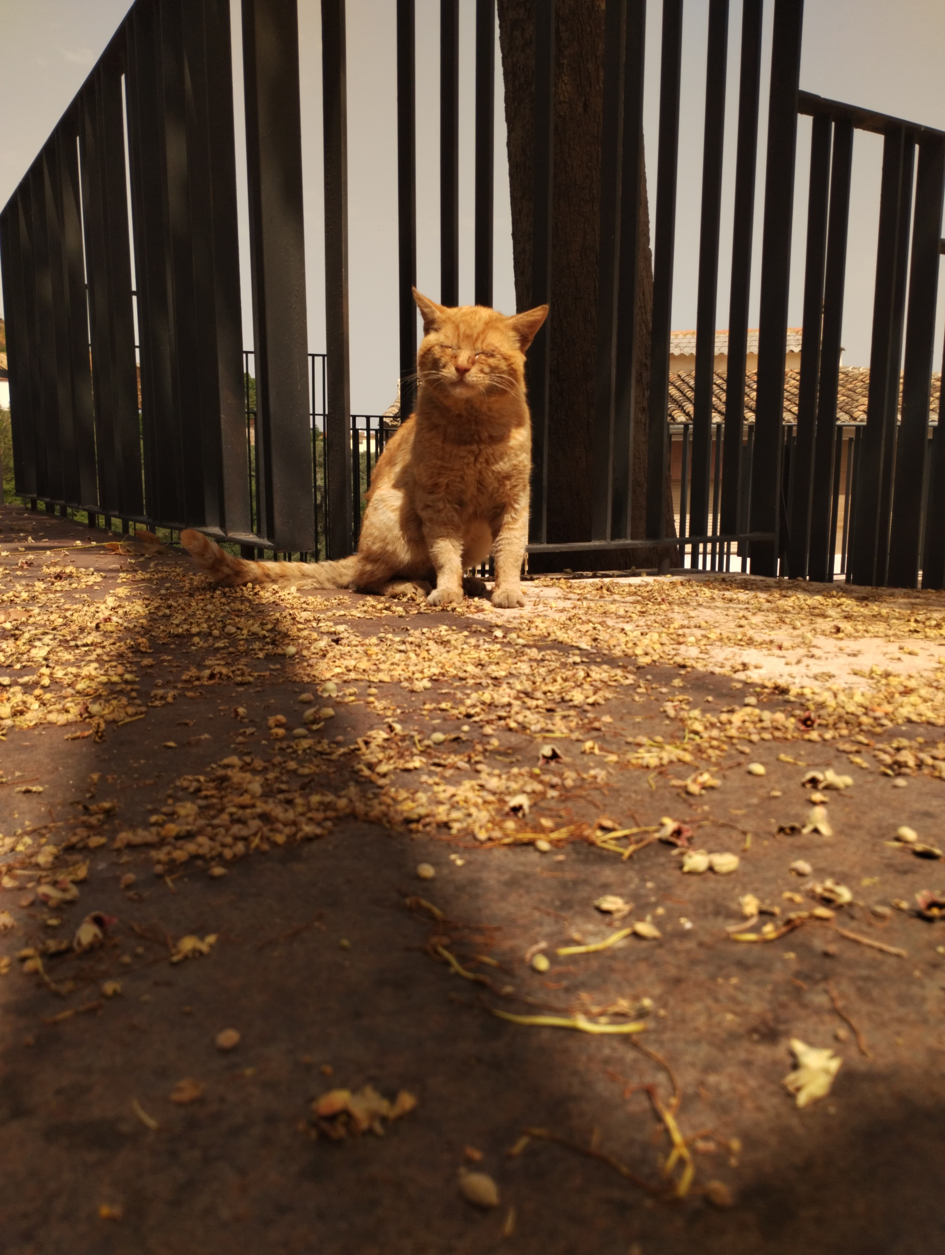 2º MEJOR TRABAJO INFANTIL SOFIA DEL CASTILLO VILLALBA.jpg